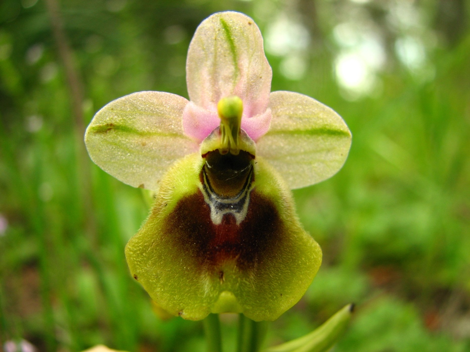 Ophrys Calliantha e Ophrys da determinare